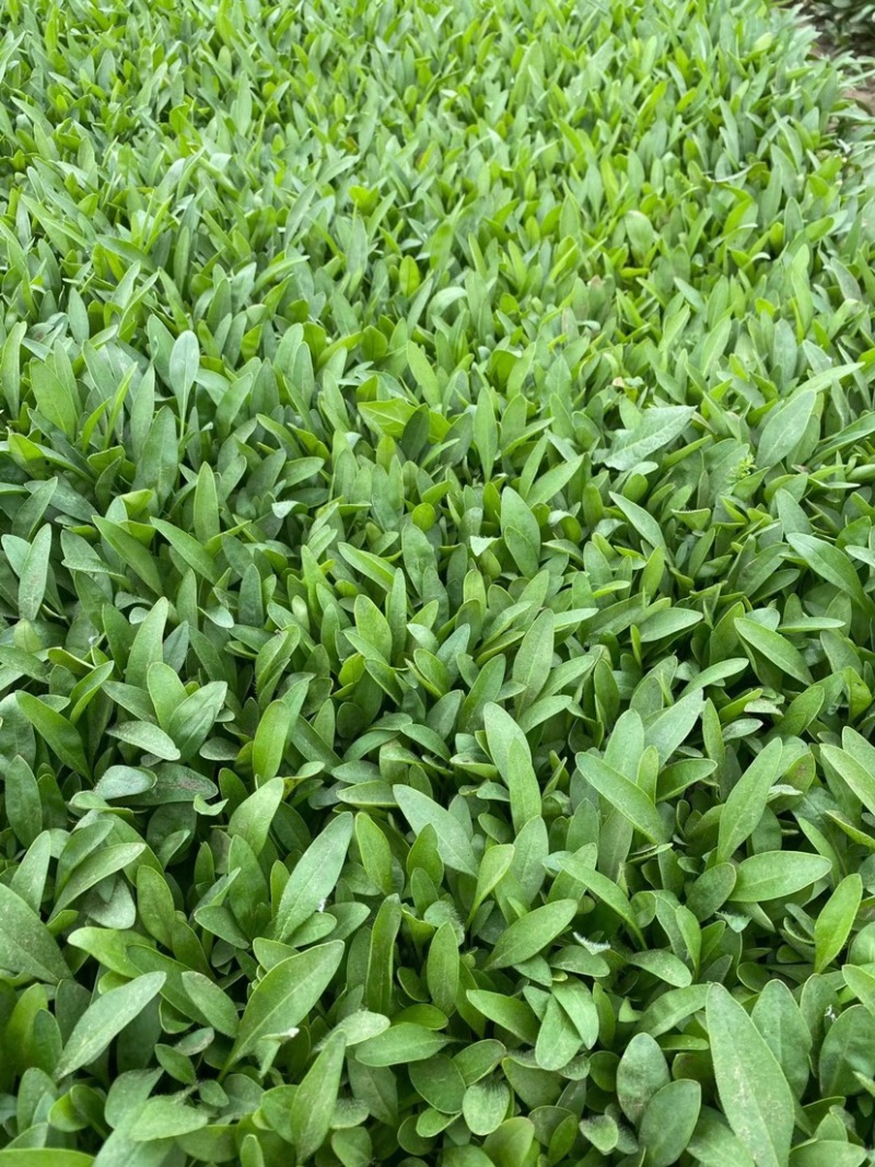 金鸡菊苗多年生宿根花卉植物杯苗花色艳丽花苞多花期长