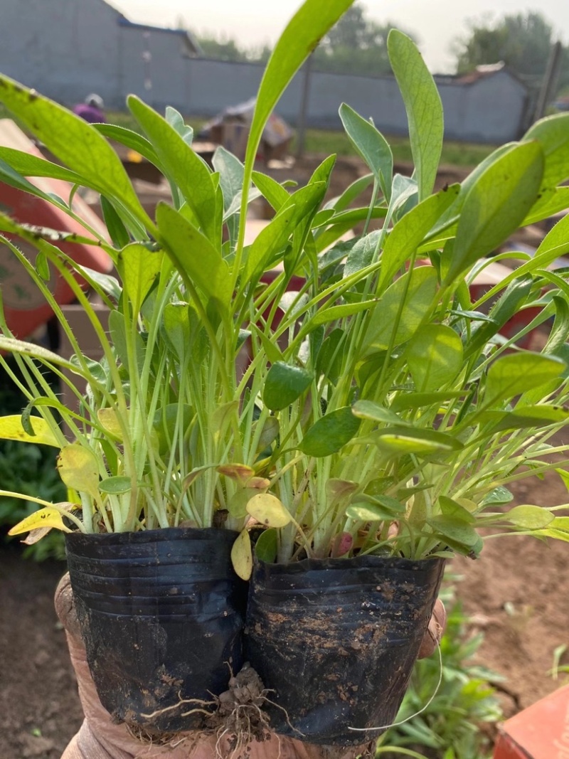 金鸡菊苗多年生宿根花卉植物杯苗花色艳丽花苞多花期长