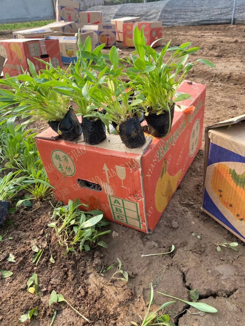 金鸡菊苗多年生宿根花卉植物杯苗花色艳丽花苞多花期长