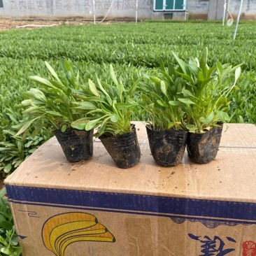 金鸡菊苗多年生宿根花卉植物杯苗花色艳丽花苞多花期长