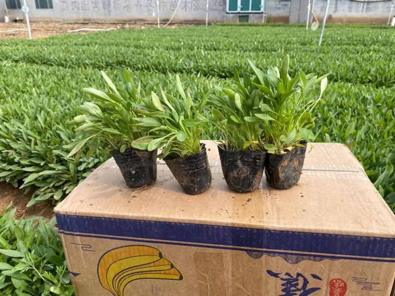 金鸡菊苗多年生宿根花卉植物杯苗花色艳丽花苞多花期长
