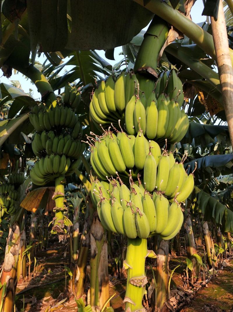 广东省徐闻县优质巴西香蕉、苹果蕉和粉蕉等等