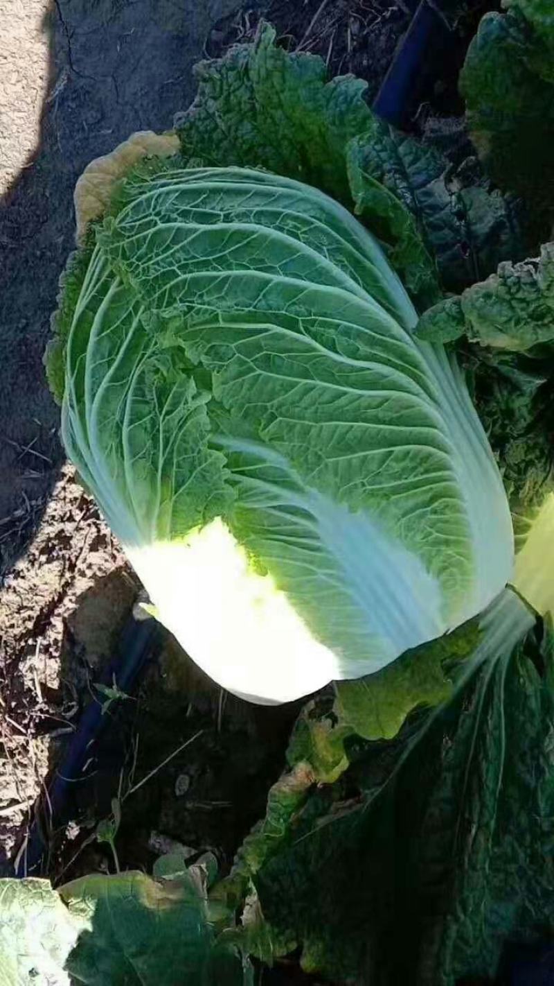 凌海市黄心菜大量上市价格低欢迎合作