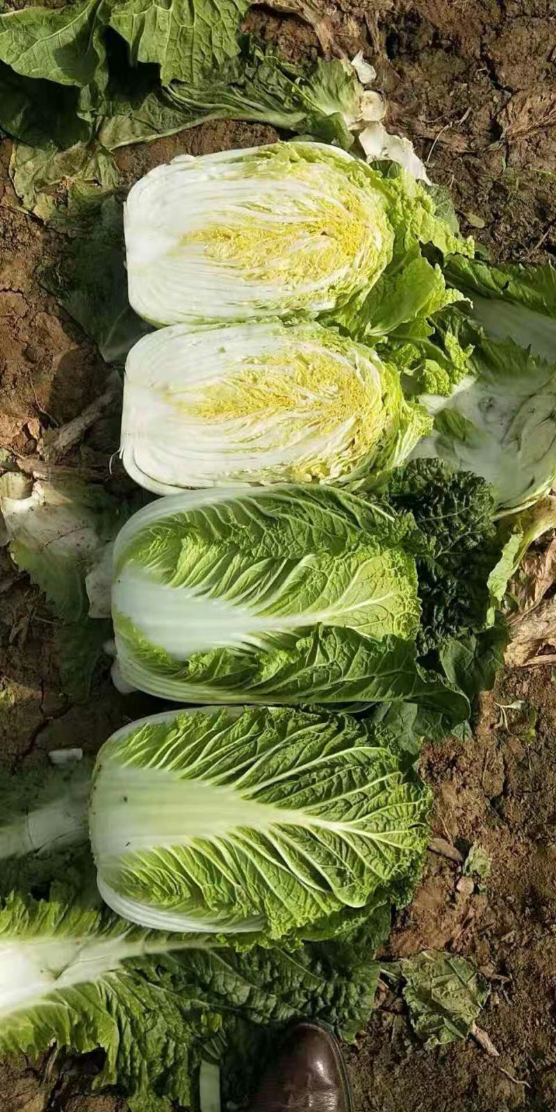 凌海市黄心菜大量上市价格低欢迎合作