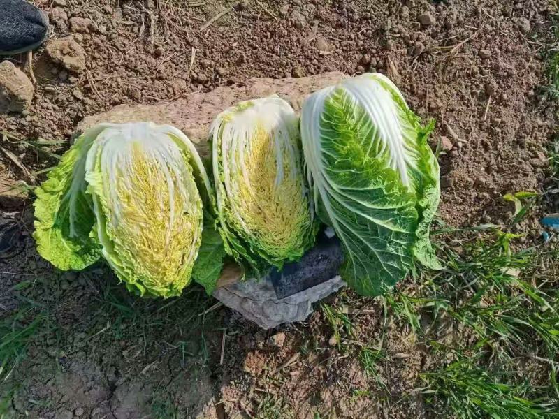 凌海市黄心菜大量上市价格低欢迎合作