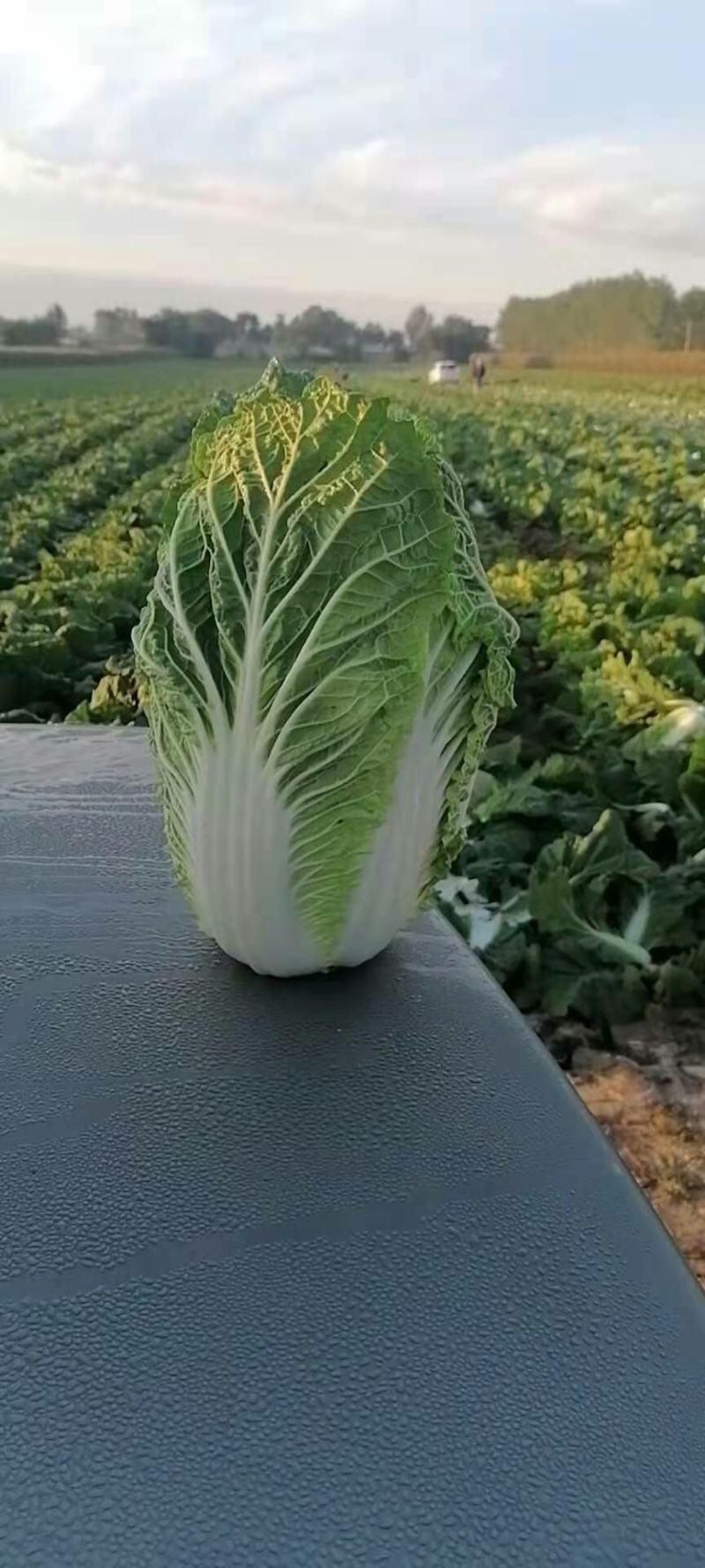 凌海市黄心菜大量上市价格低欢迎合作