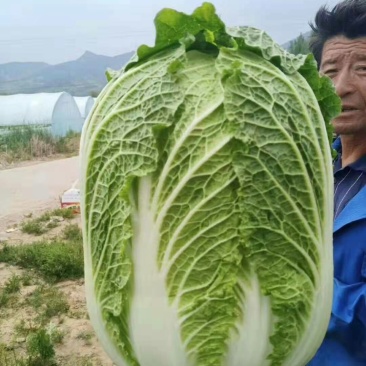 凌海市黄心菜大量上市价格低欢迎合作