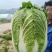 凌海市黄心菜大量上市价格低欢迎合作