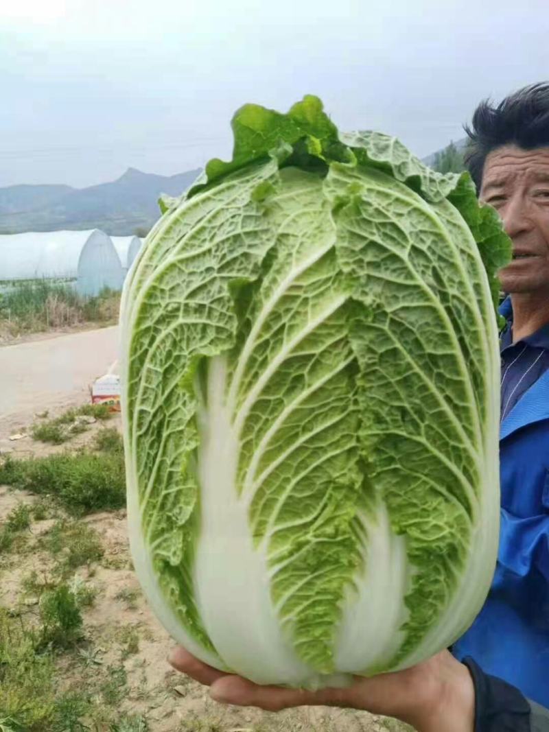 凌海市黄心菜大量上市价格低欢迎合作