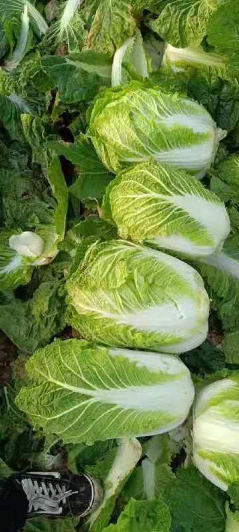 凌海市黄心菜大量上市价格低欢迎合作