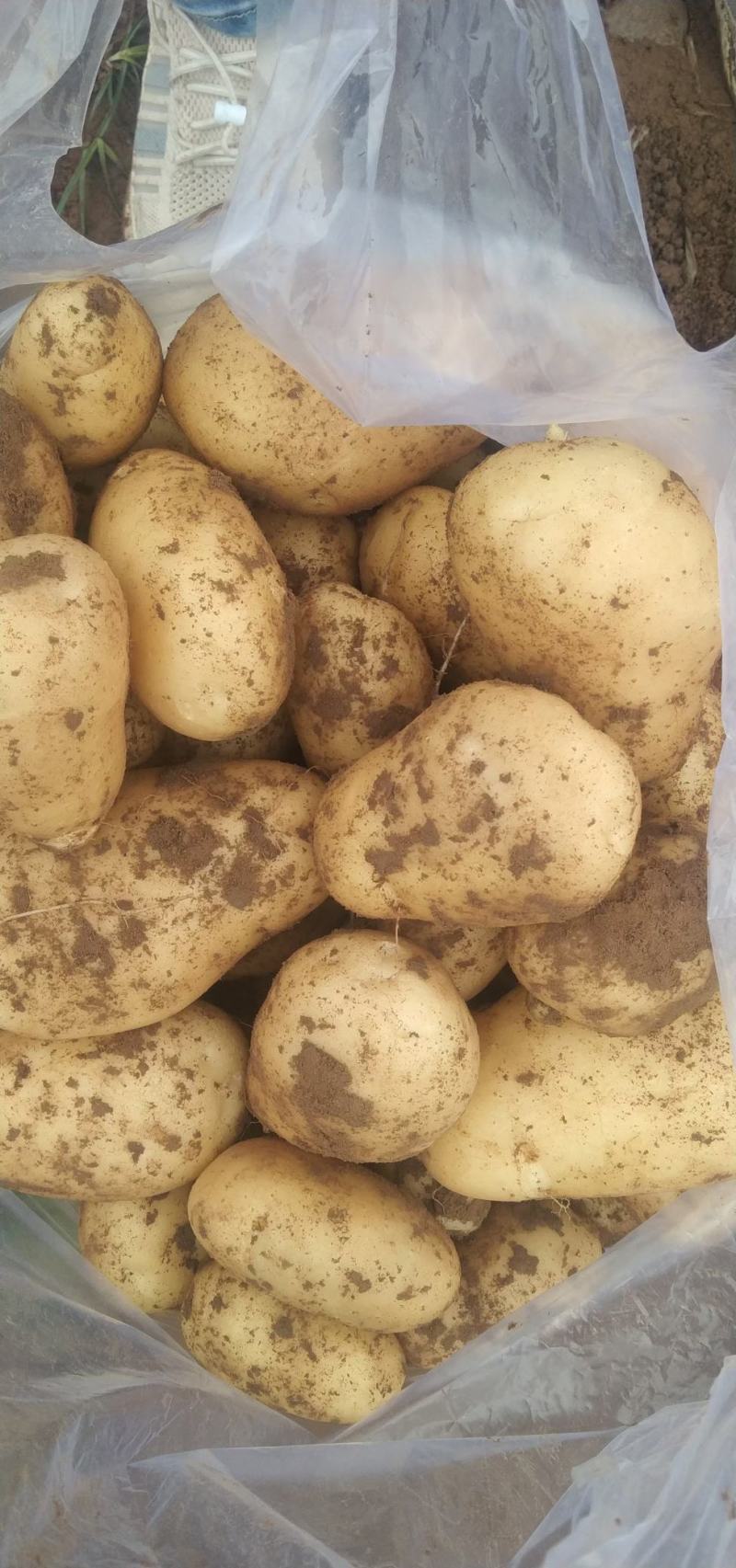 中暑5号荷兰土豆黄皮黄心中暑五号