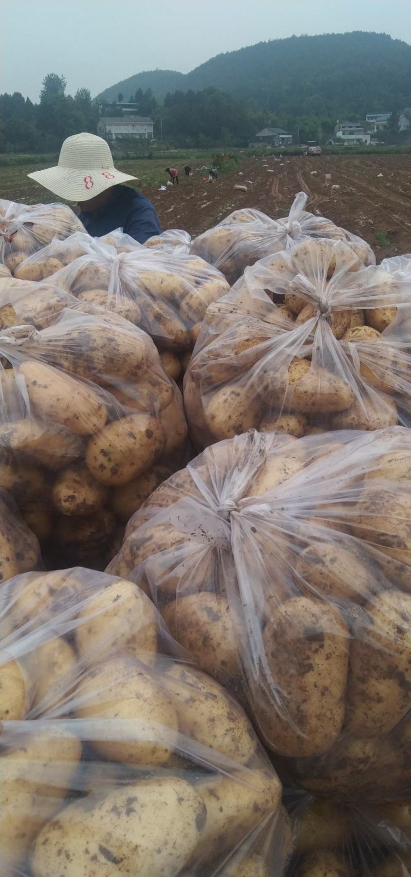 中暑5号荷兰土豆黄皮黄心中暑五号