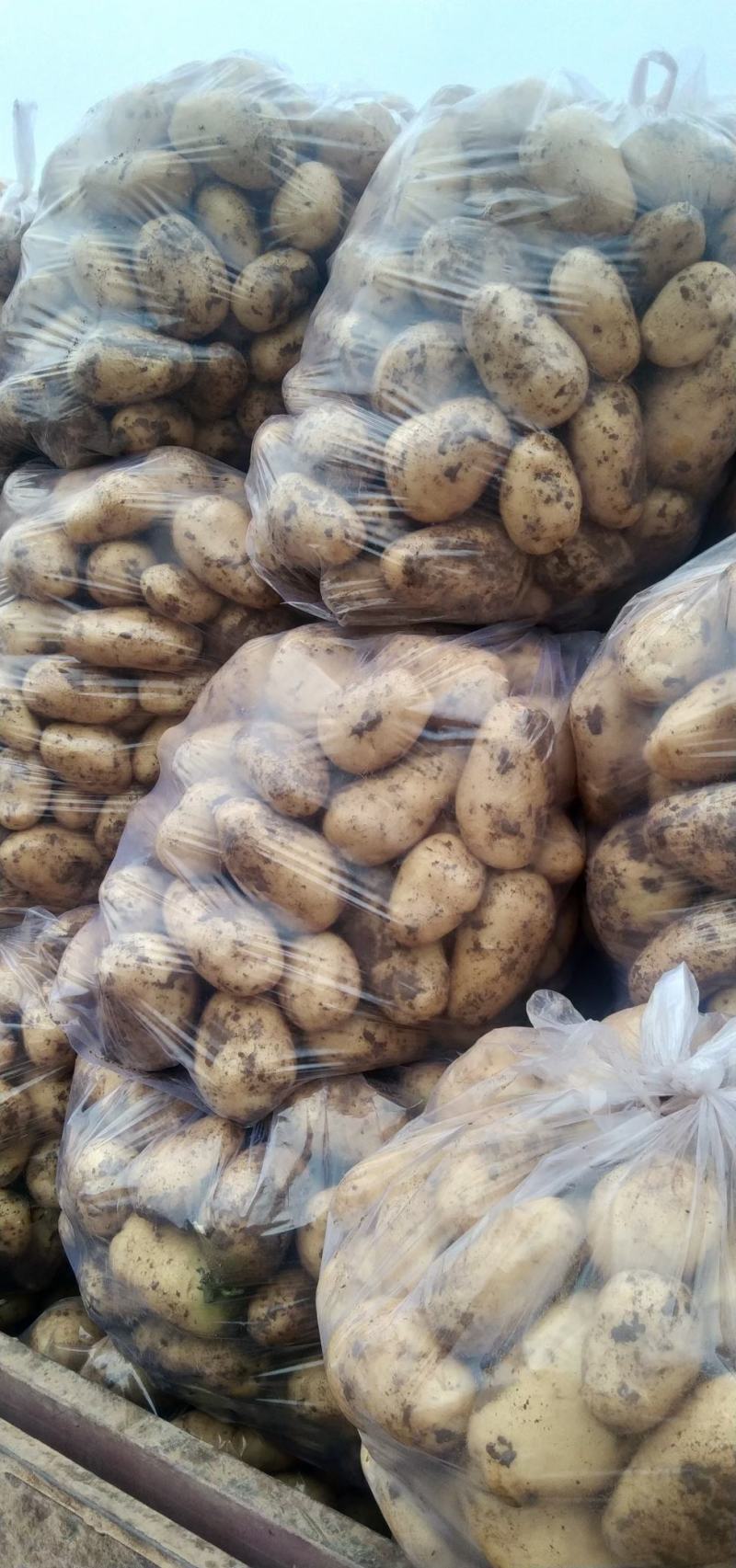 中暑5号荷兰土豆黄皮黄心中暑五号