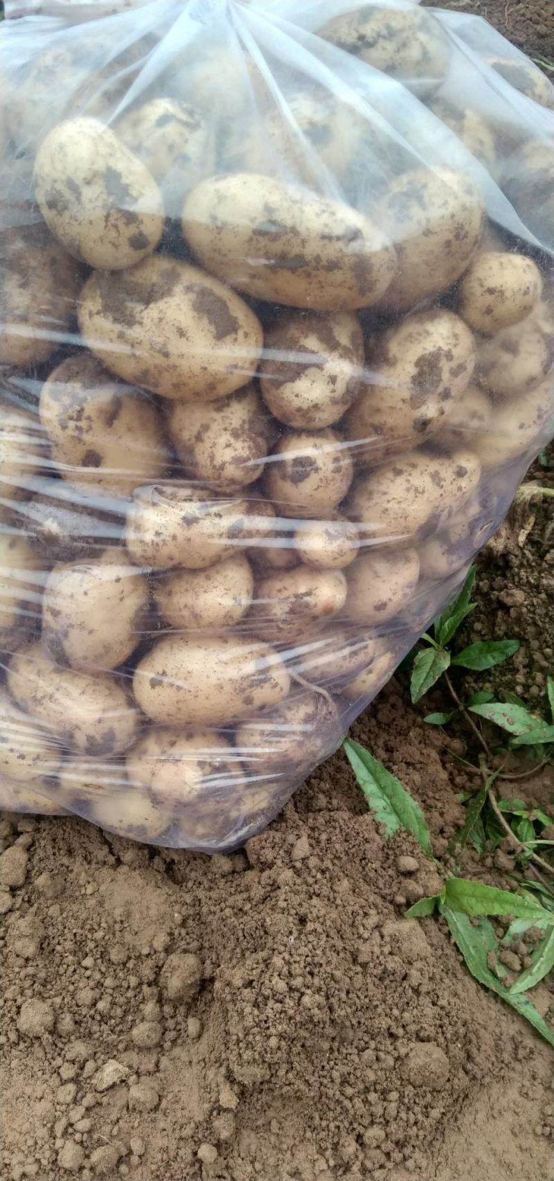 中暑5号荷兰土豆黄皮黄心中暑五号