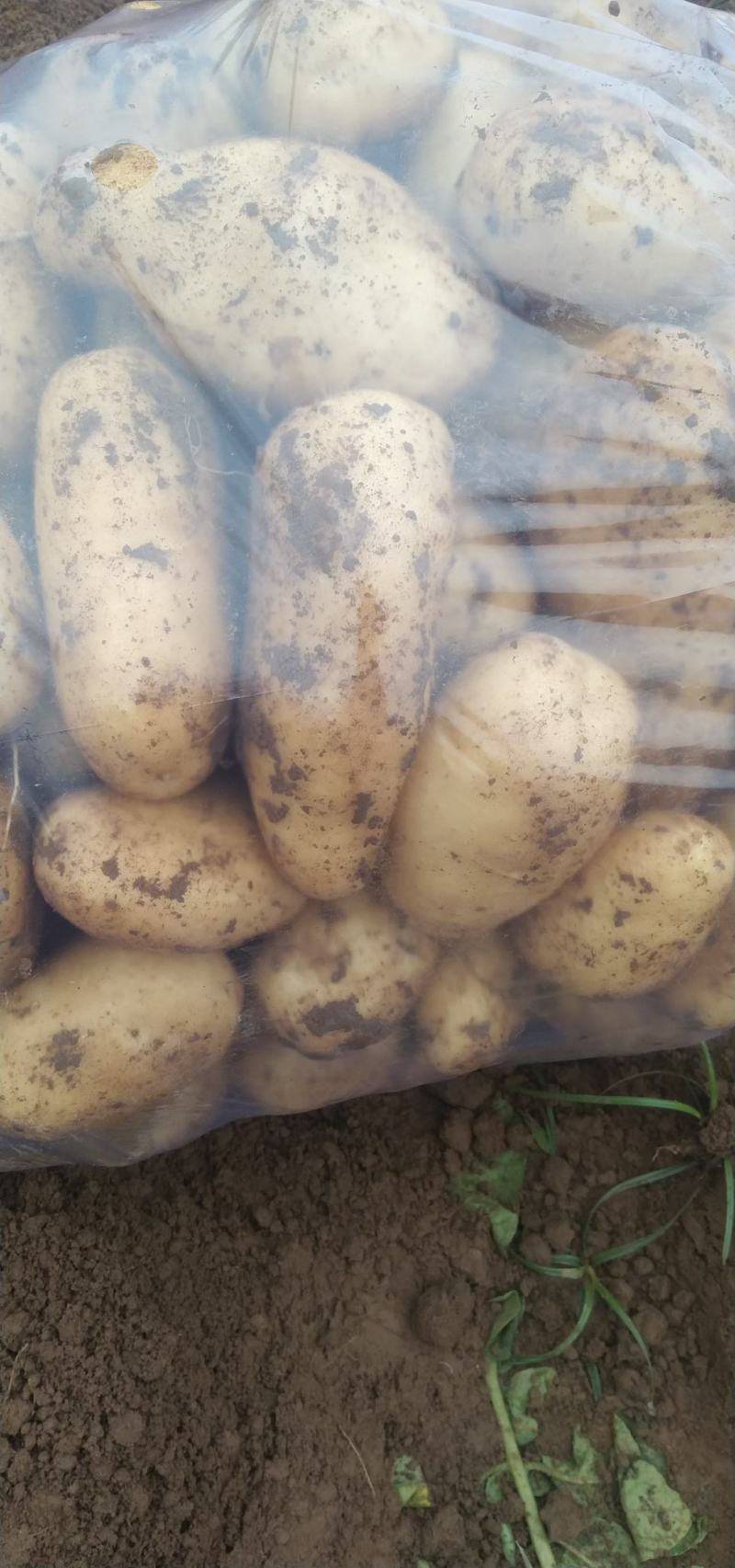 中暑5号荷兰土豆黄皮黄心中暑五号