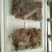 玛瑙蜗牛肉