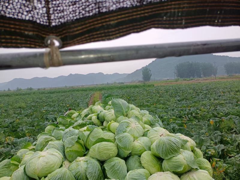 包菜豪帝厚叶，耐运输，芯把搁几天不腐烂七分熟