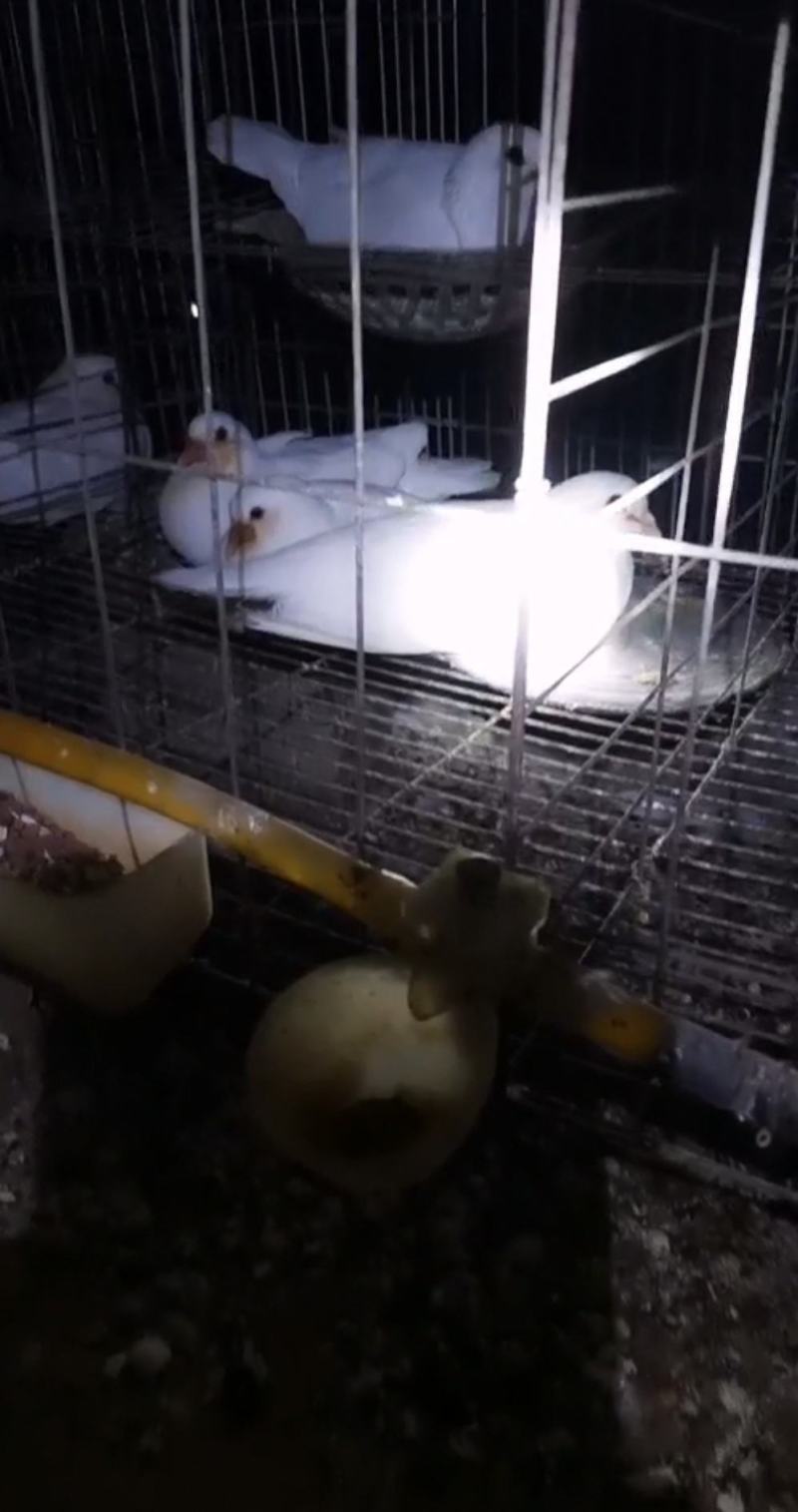 精品大体乳鸽原粮喂养可长期供应