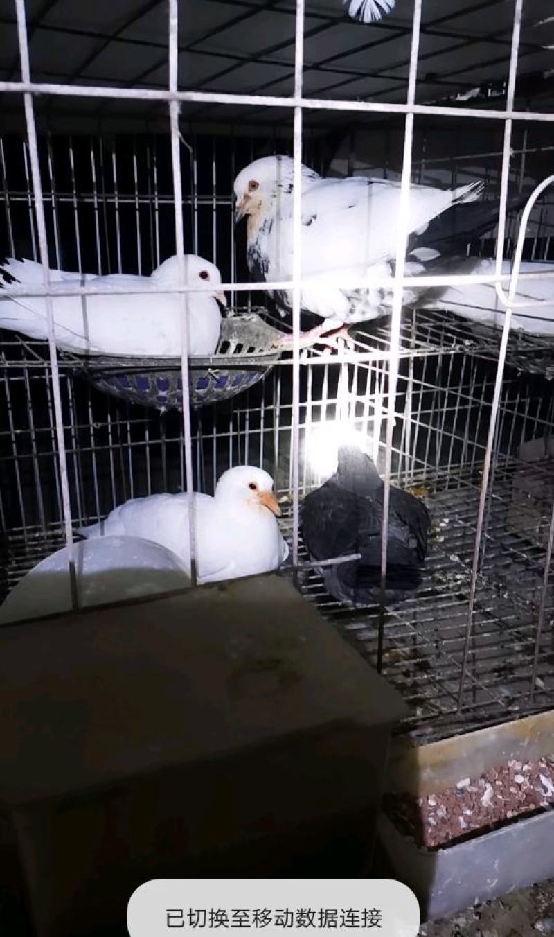 精品大体乳鸽原粮喂养可长期供应