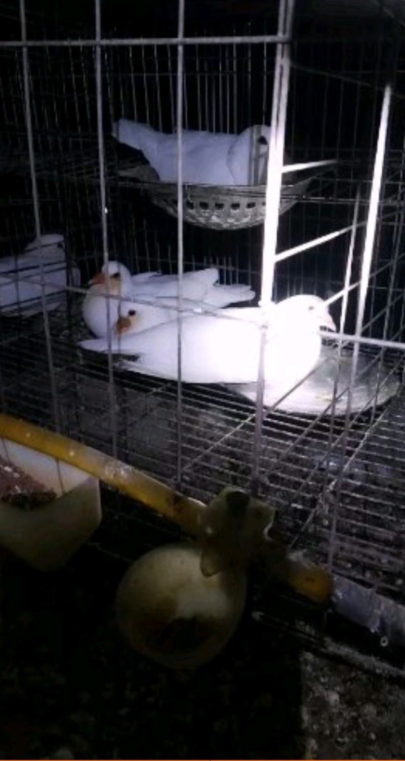 精品大体乳鸽原粮喂养可长期供应