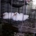 精品大体乳鸽原粮喂养可长期供应