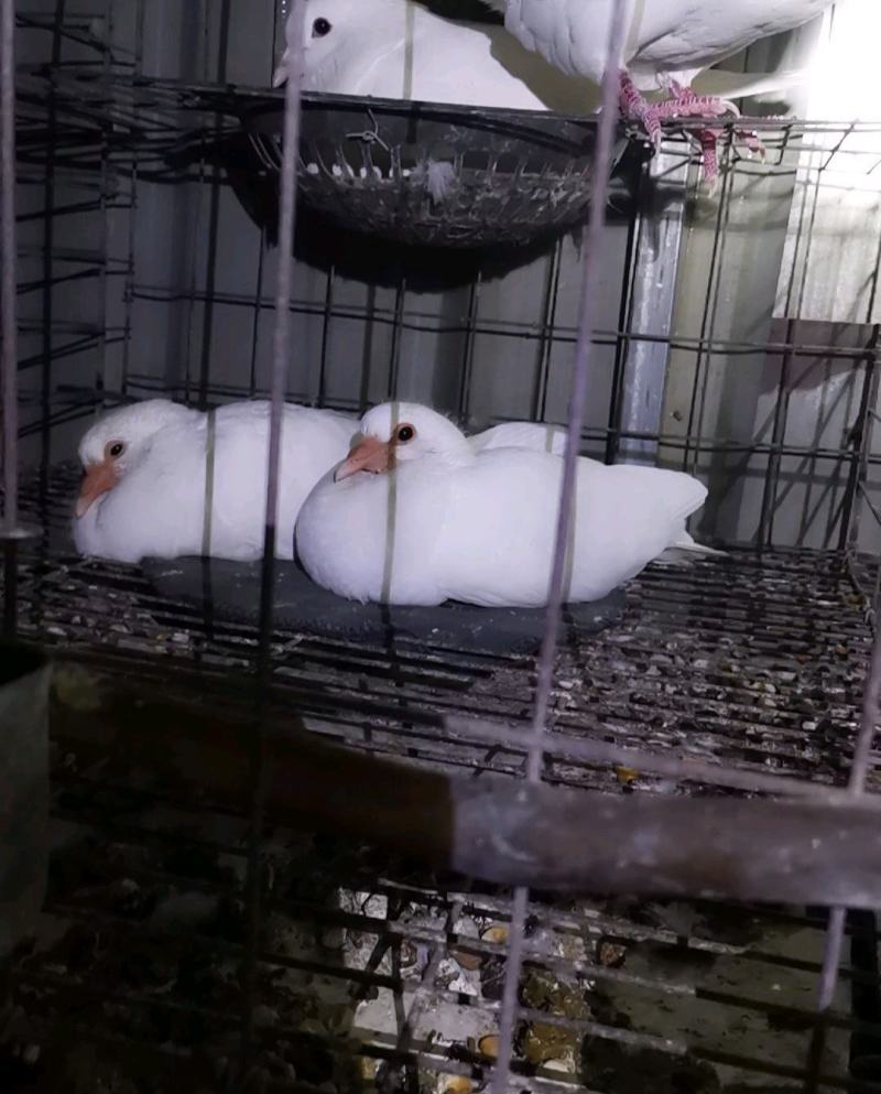 精品大体乳鸽原粮喂养可长期供应
