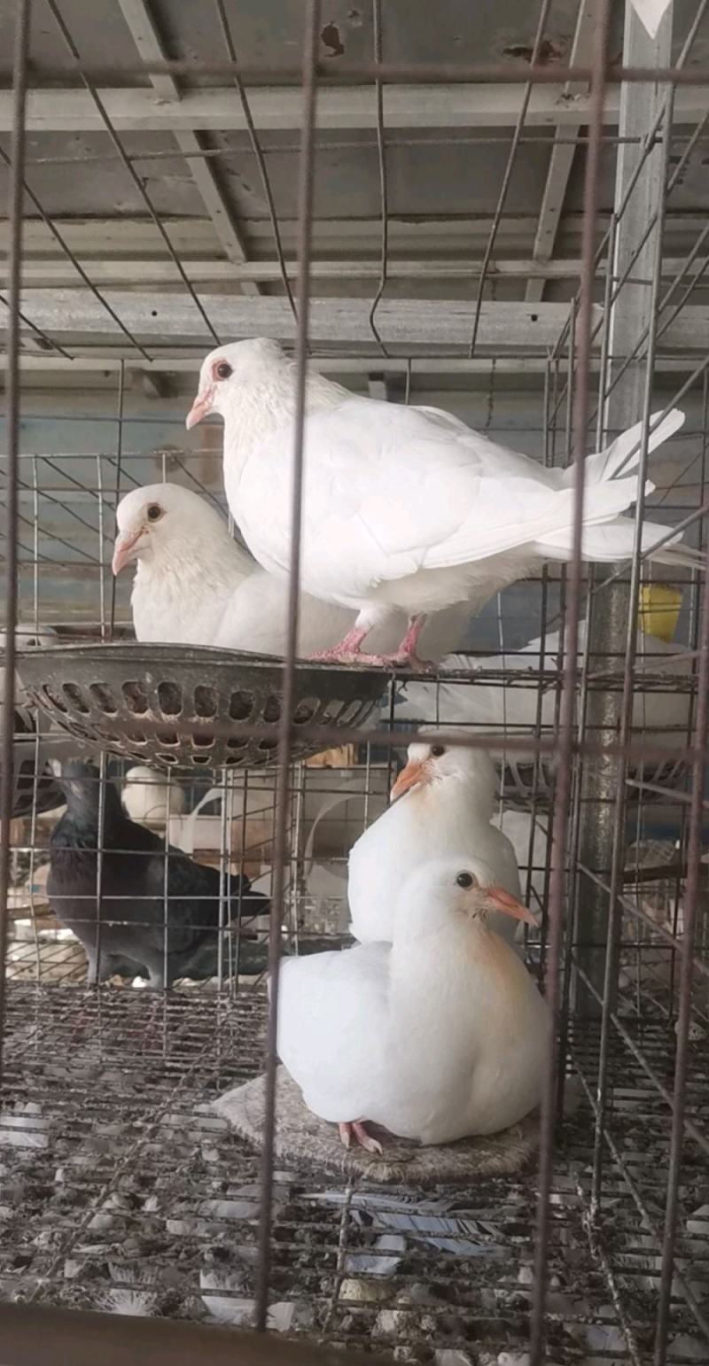 精品大体乳鸽原粮喂养可长期供应