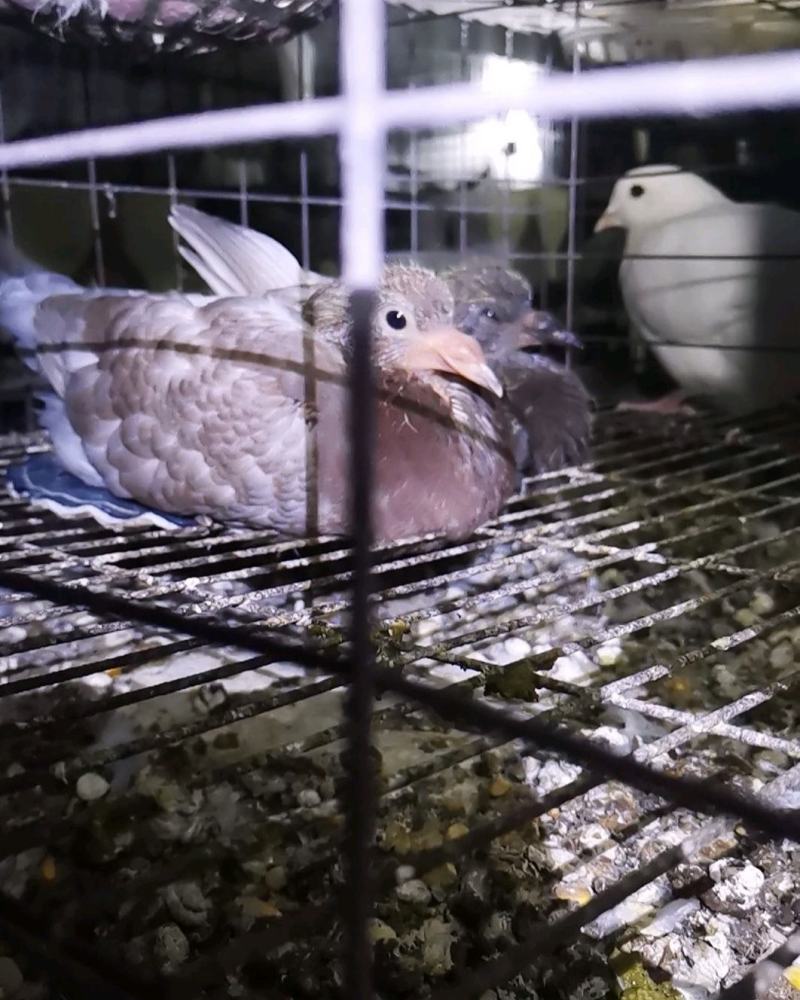 精品大体乳鸽原粮喂养可长期供应