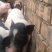巴马小香猪，迷你香猪，宠物猪。景区观赏。