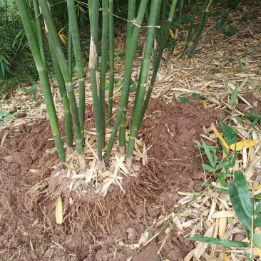 佯黄竹大量出售基地直销一手货源质量保证量大价优