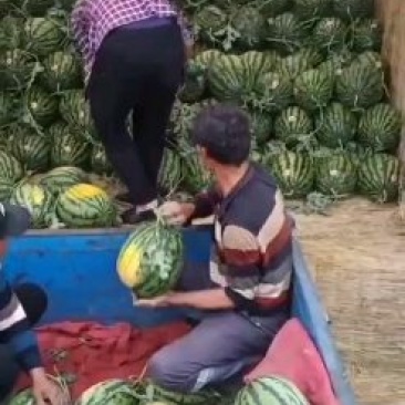陕西大荔县西瓜露天沙地甜王西瓜产地直销量大价格美丽