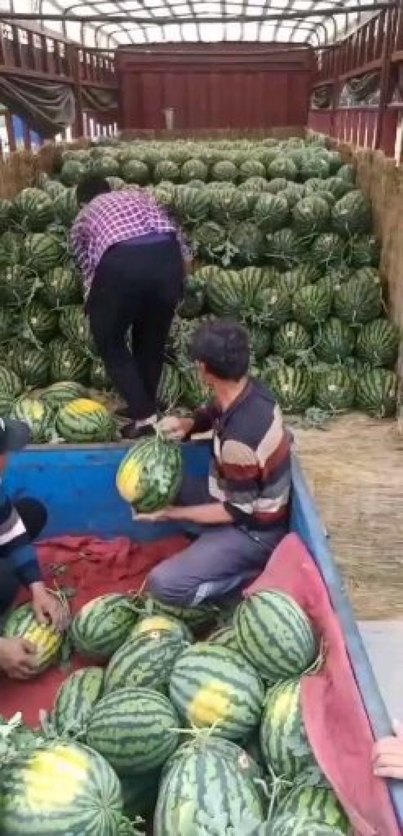陕西大荔县西瓜露天沙地甜王西瓜产地直销量大价格美丽