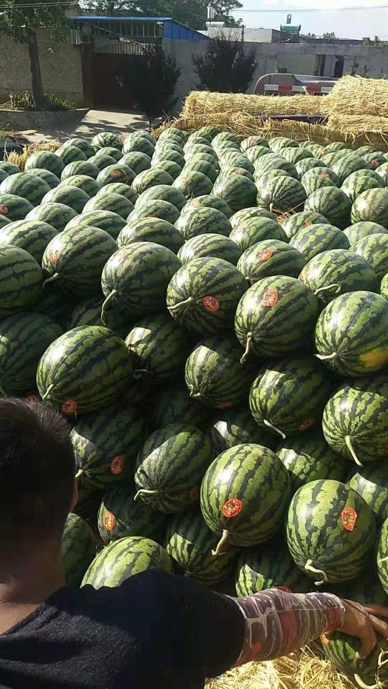 陕西大荔县西瓜露天沙地甜王西瓜产地直销量大价格美丽