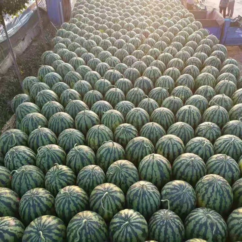 陕西大荔县西瓜露天沙地甜王西瓜产地直销量大价格美丽