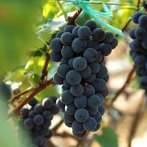现有夏黑葡萄大量上市欢迎全国各地采购代办2000斤