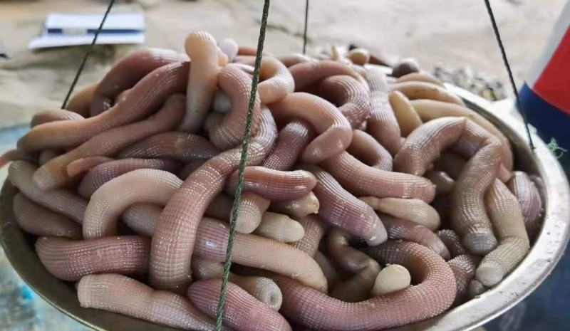 北海鲜活沙虫