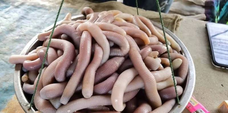 北海鲜活沙虫