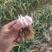 100亩紫皮大蒜大量上市中，可包地块，量大从优，质优价廉
