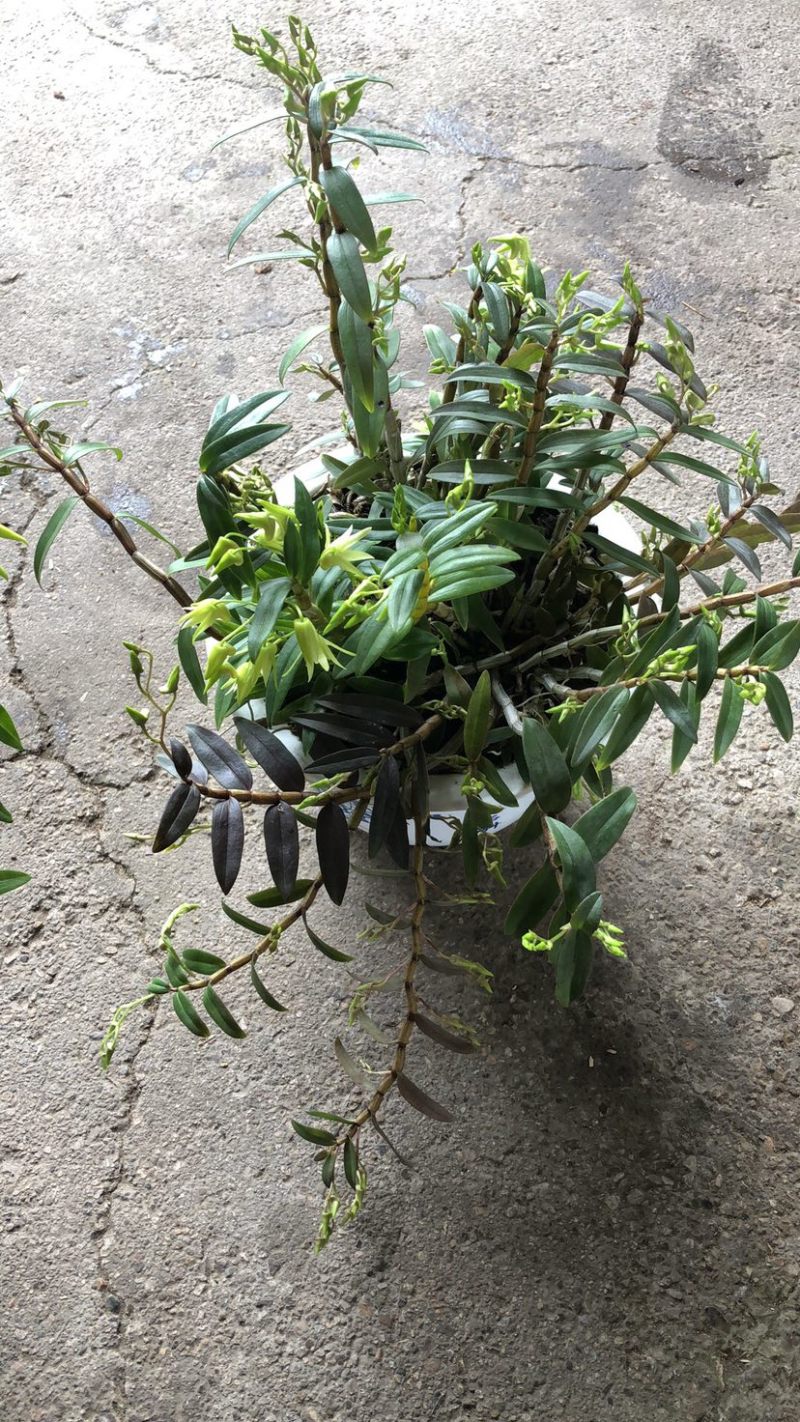 铁皮石斛盆栽