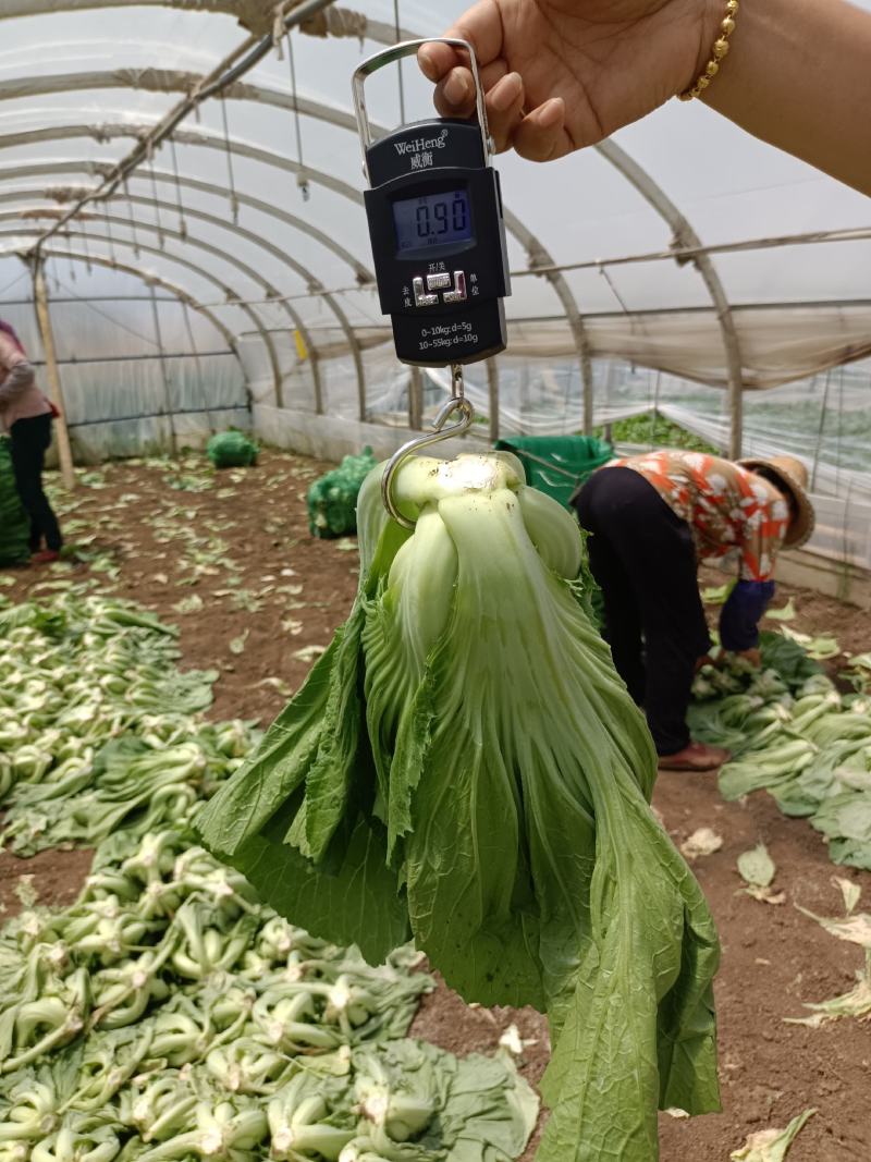 苦菜芥菜青菜酸菜酸菜鱼泡菜厂专供全国发货