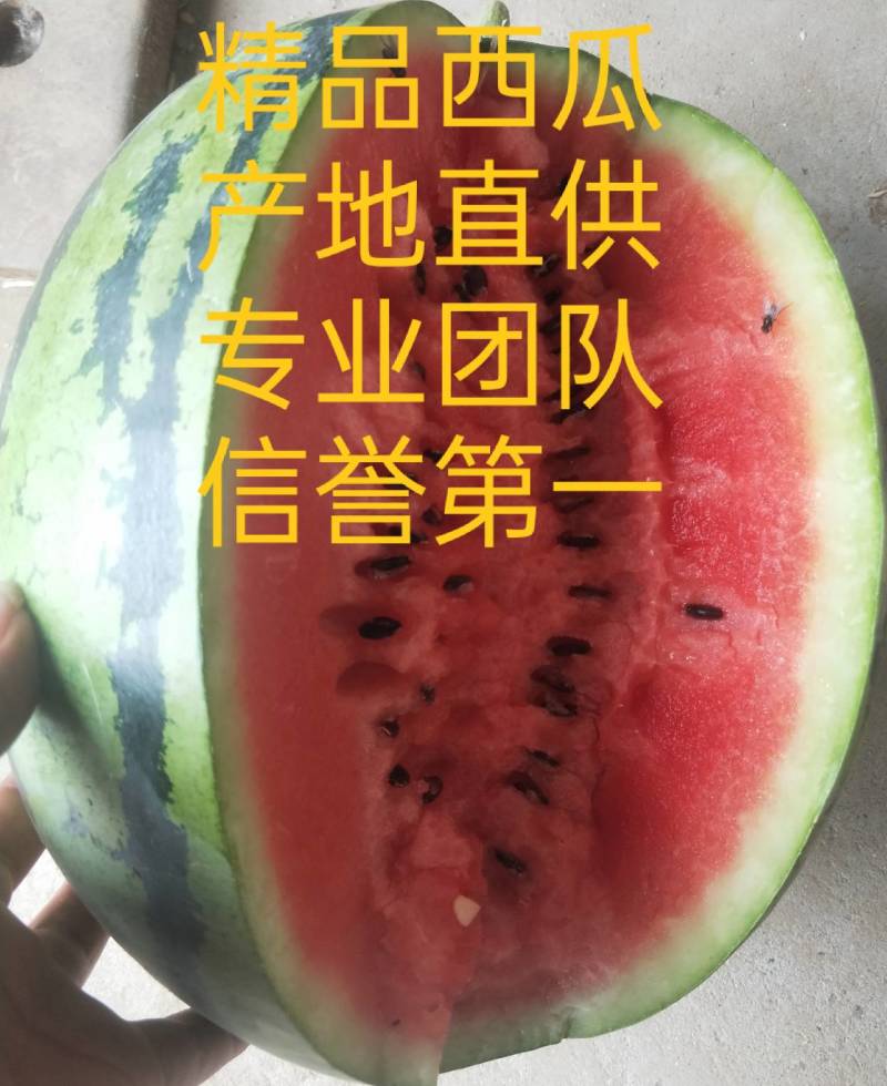 河南商丘西瓜，产地直供