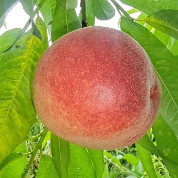 红桃突围