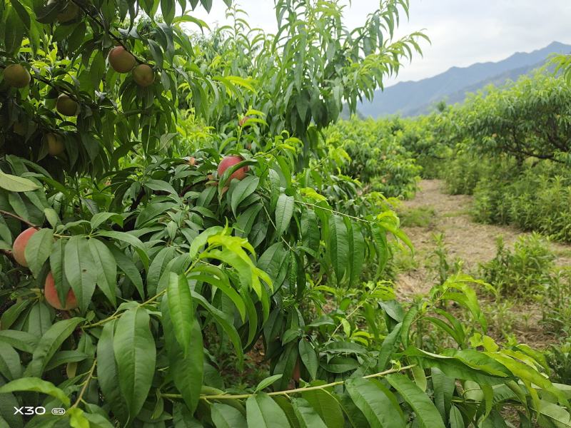 红桃突围