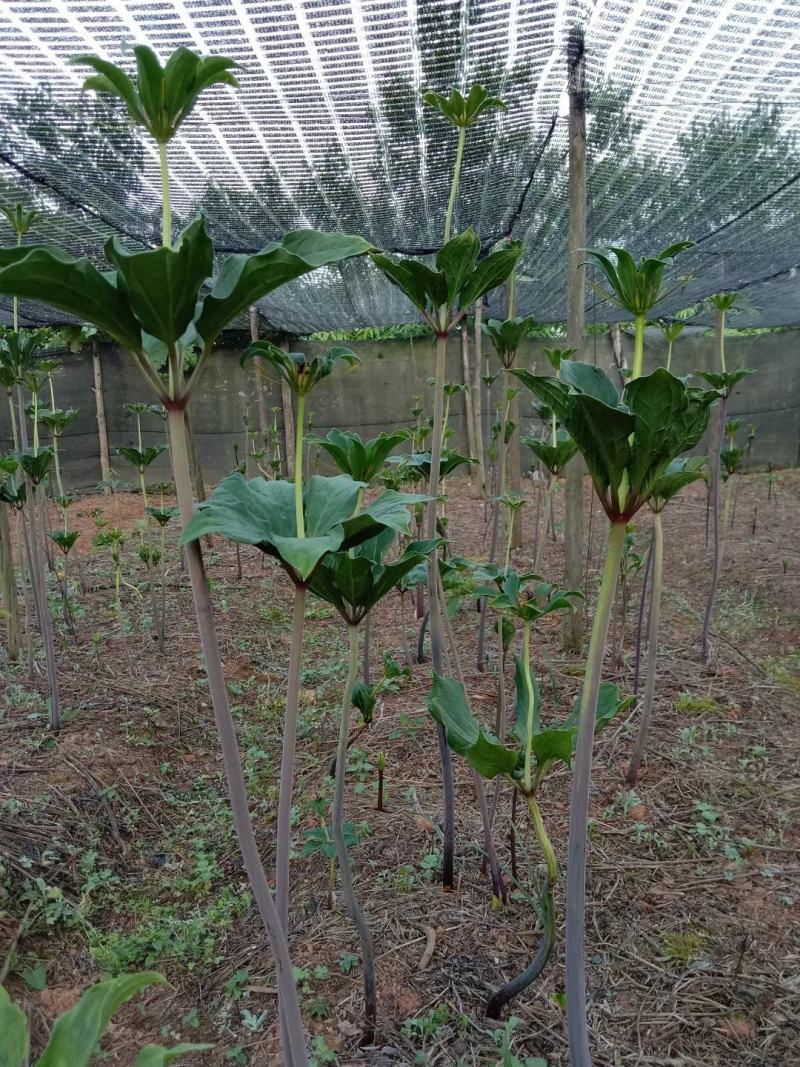 重楼苗，云南滇重楼苗矮杆大多芽，粉质高杆大叶，七叶一枝花