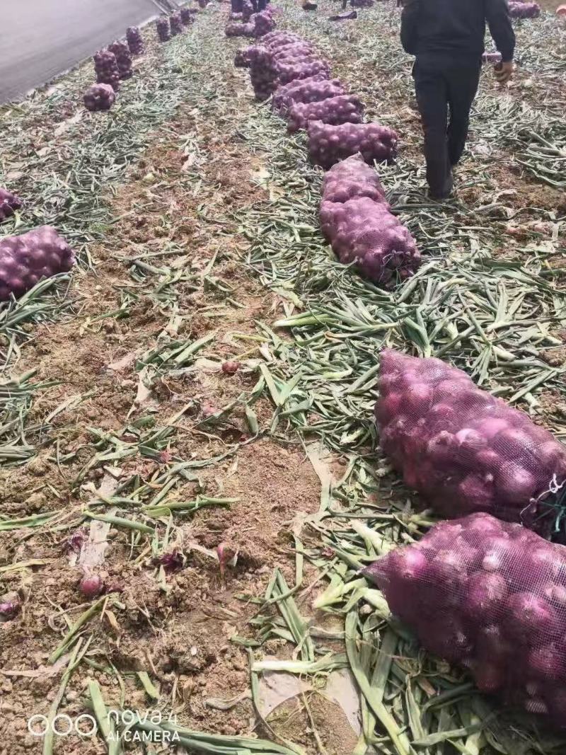 河南开封洋葱紫皮洋葱大量上市**社区团购商超市场电商产地