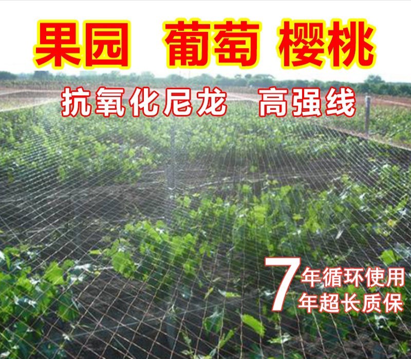 防鸟网尼龙网使用寿命长一斤55到60平方果园鱼塘专用