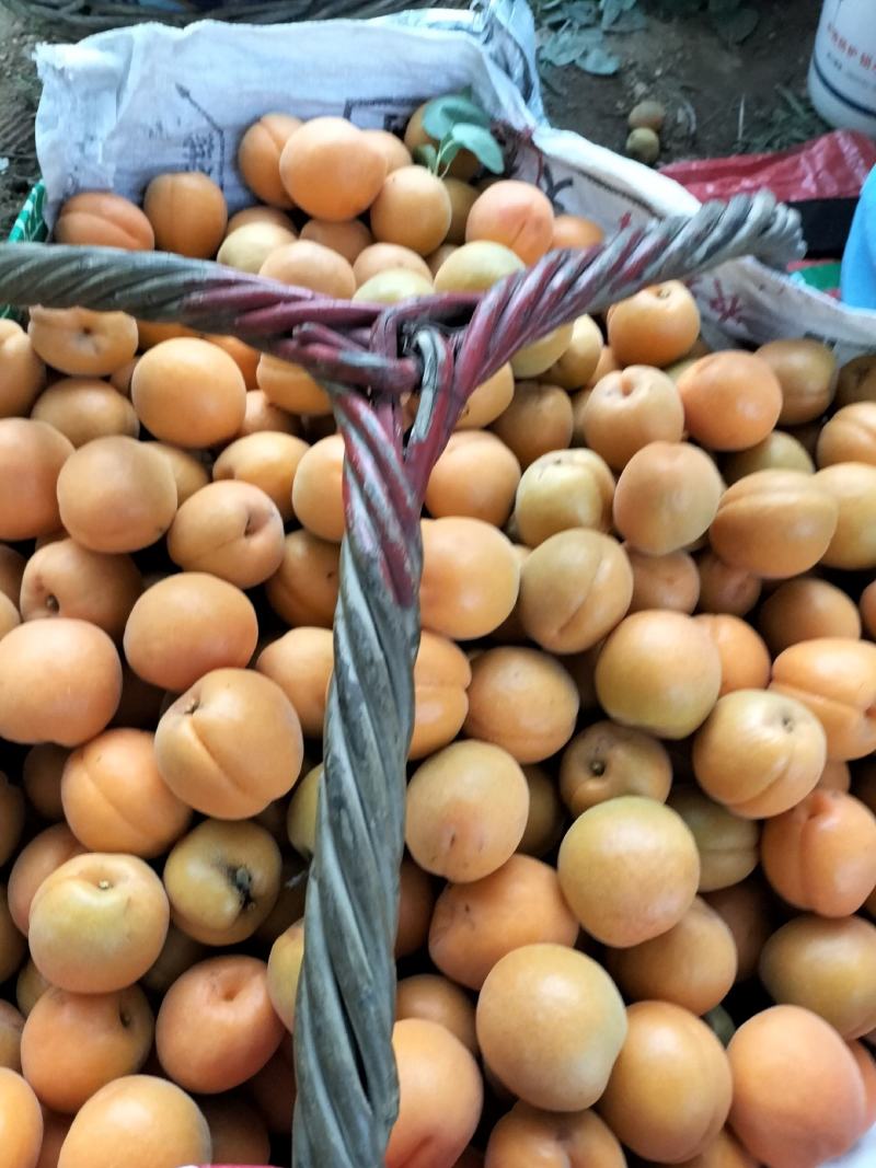 金太阳杏