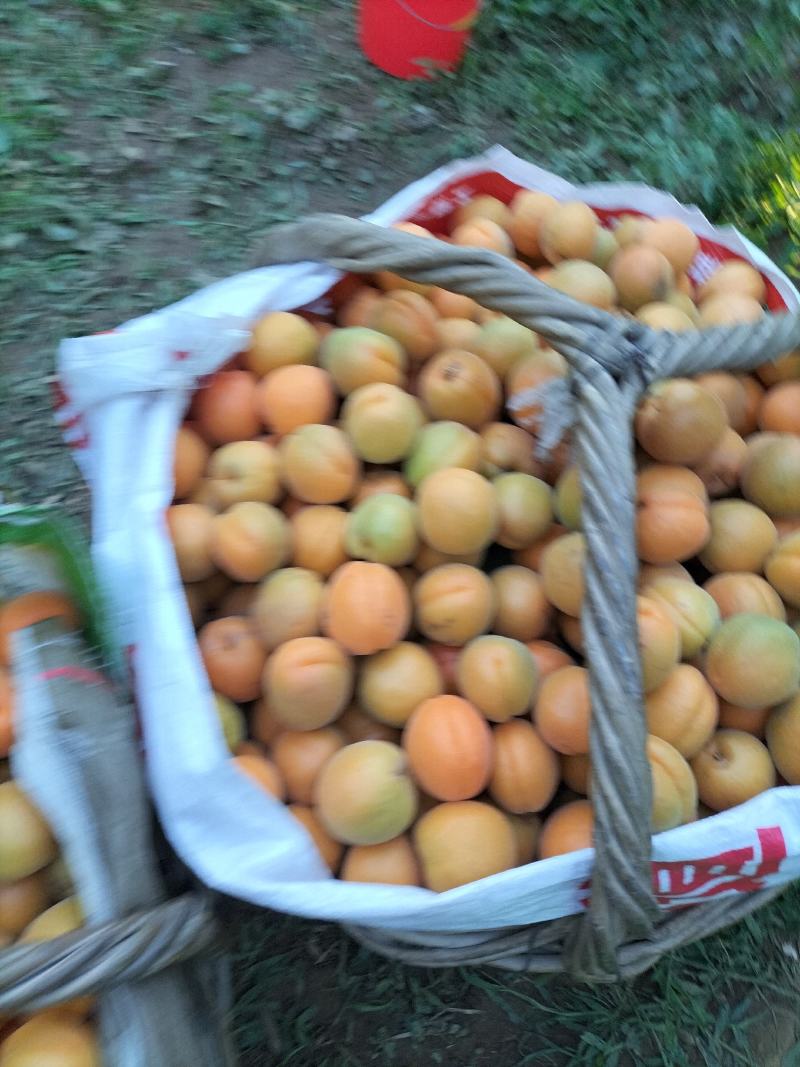 金太阳杏