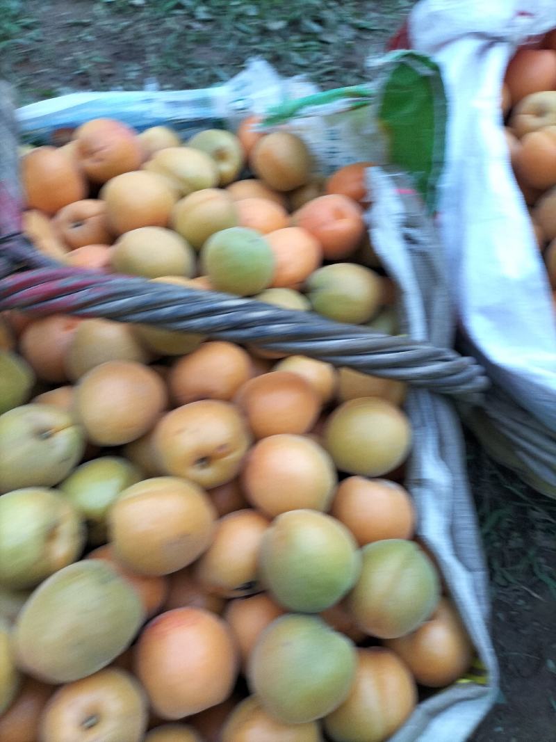金太阳杏