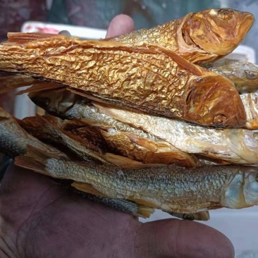 马口鱼干